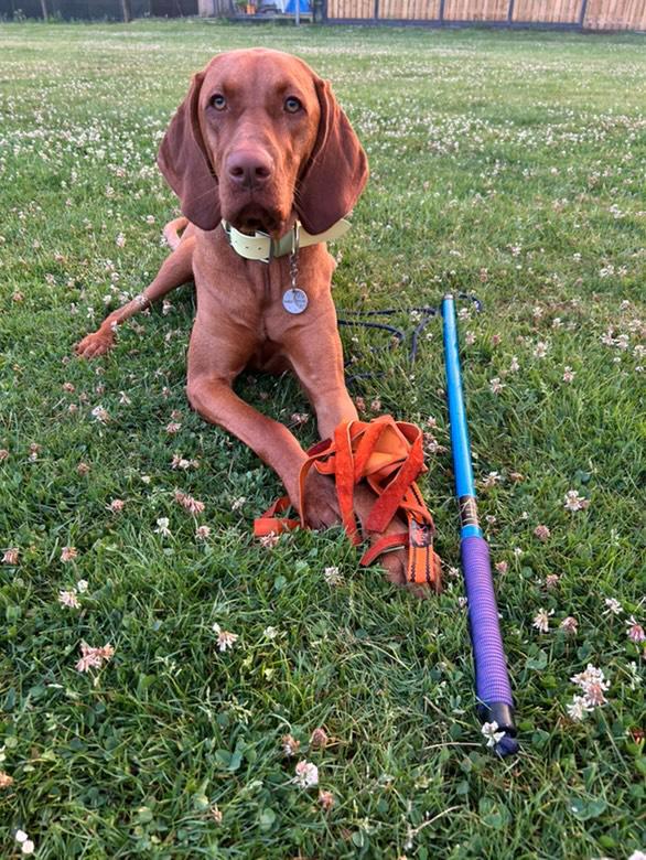 ARTD Flirtpole - Perfecte Training/spel