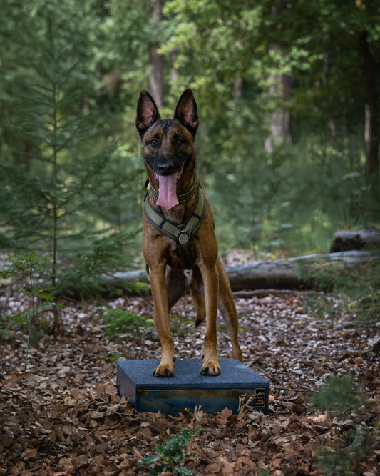 ARTD Custom Color Pivot Training Box - Klein"